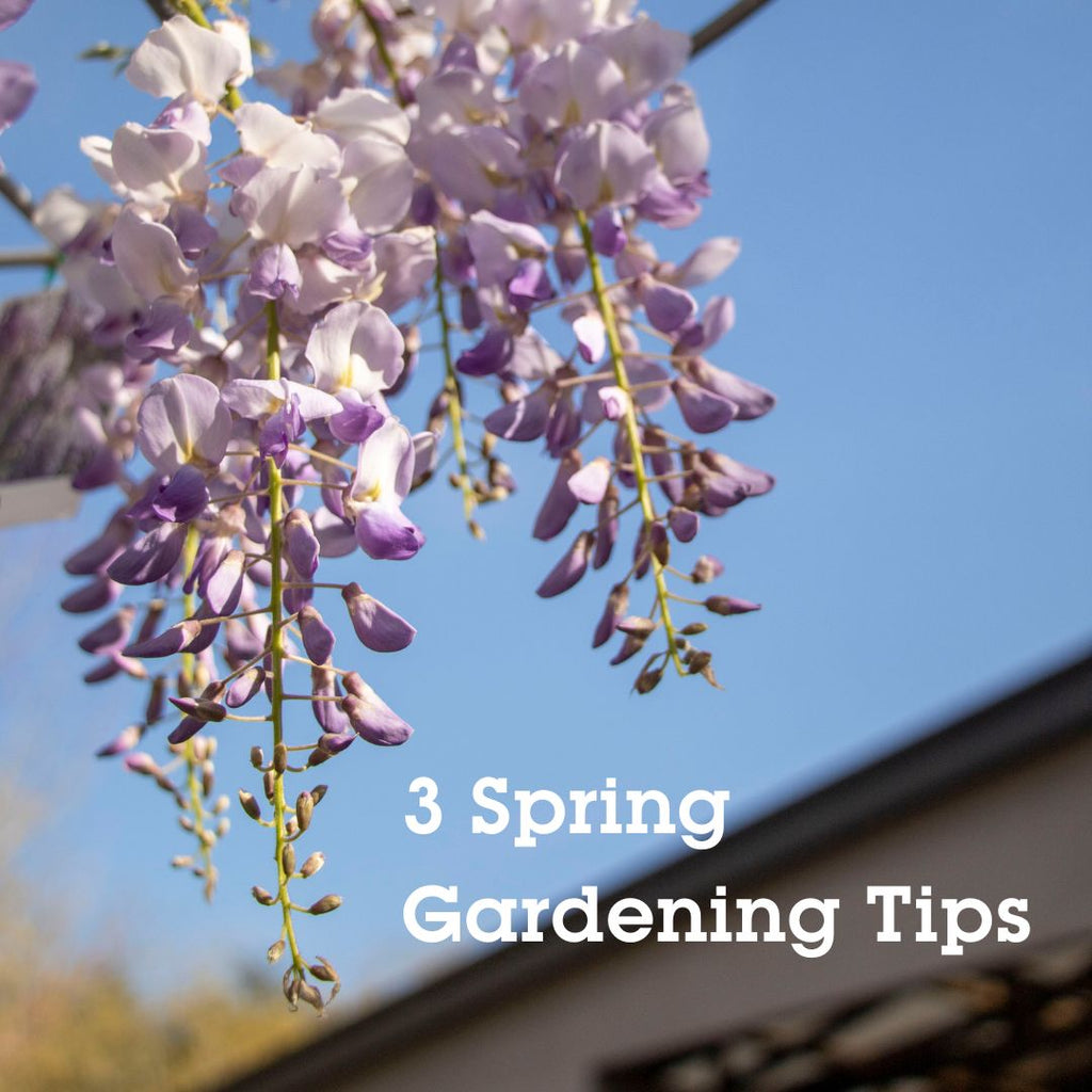 Revitalize Your Garden: 3 Tips to Thrive this Spring