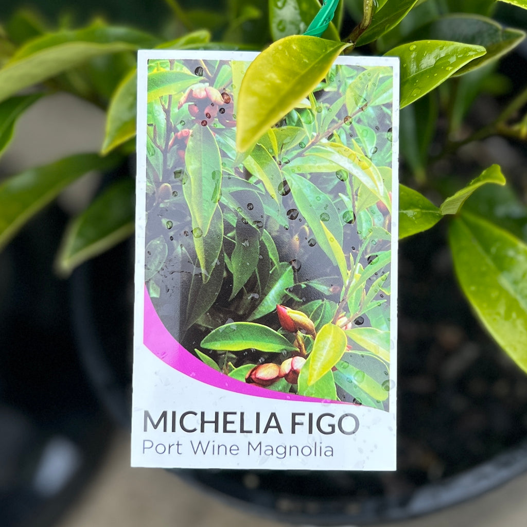 Michelia Figo Port Wine Magnolia - 20cm Pot