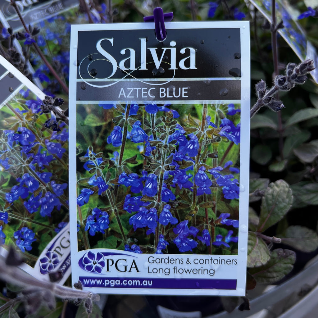 Salvia Aztec Blue - 14cm Pot