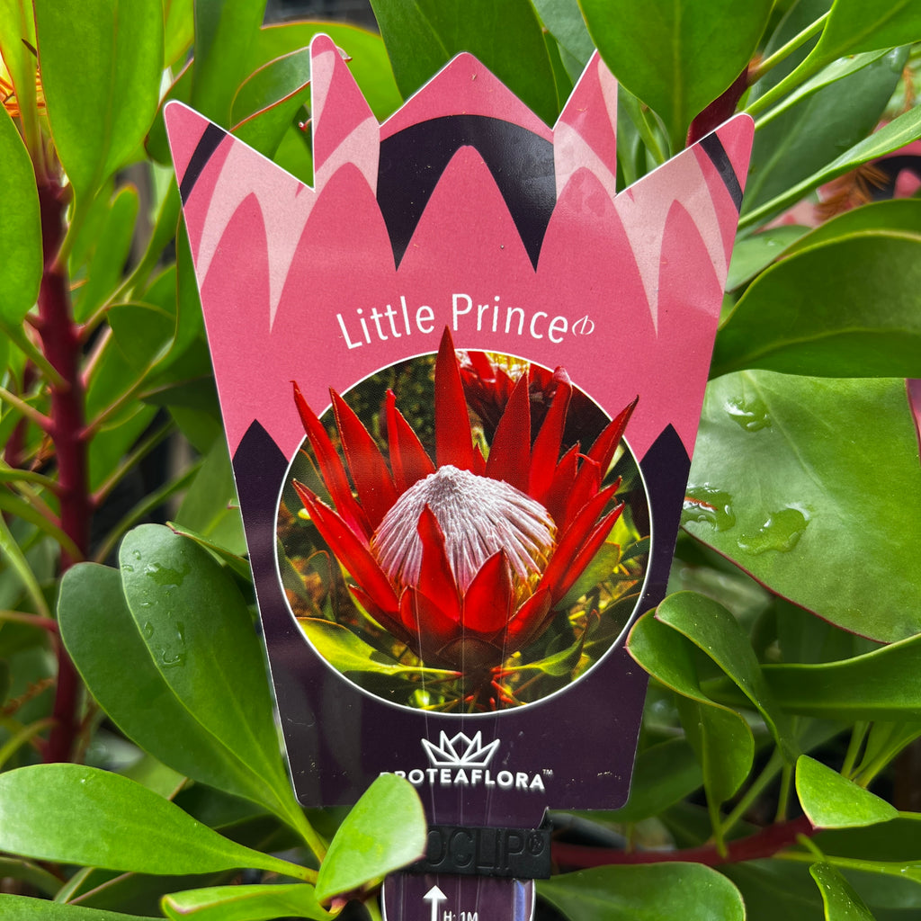 Protea Little Prince - 20cm Pot