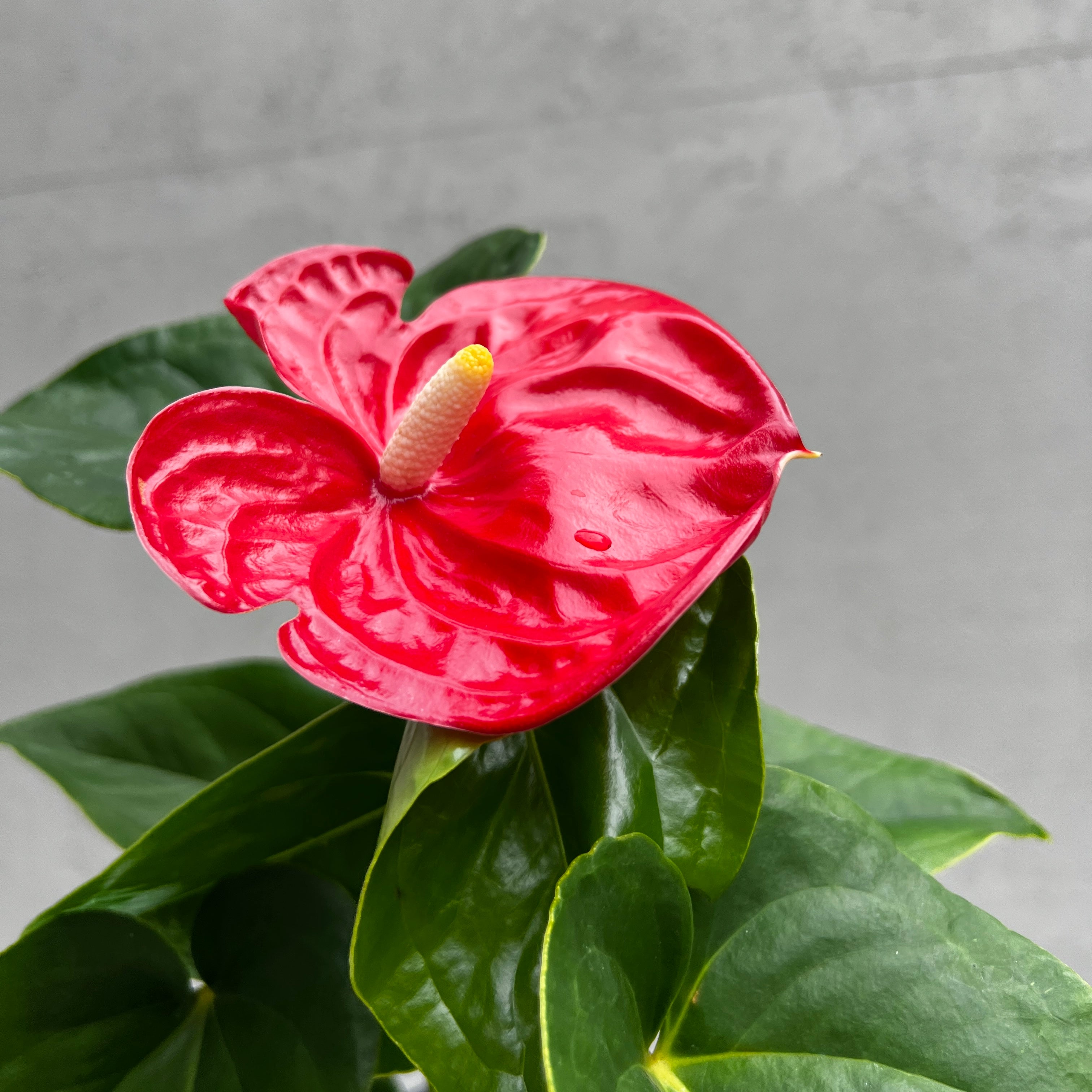 anthurium for sale perth Anthurium