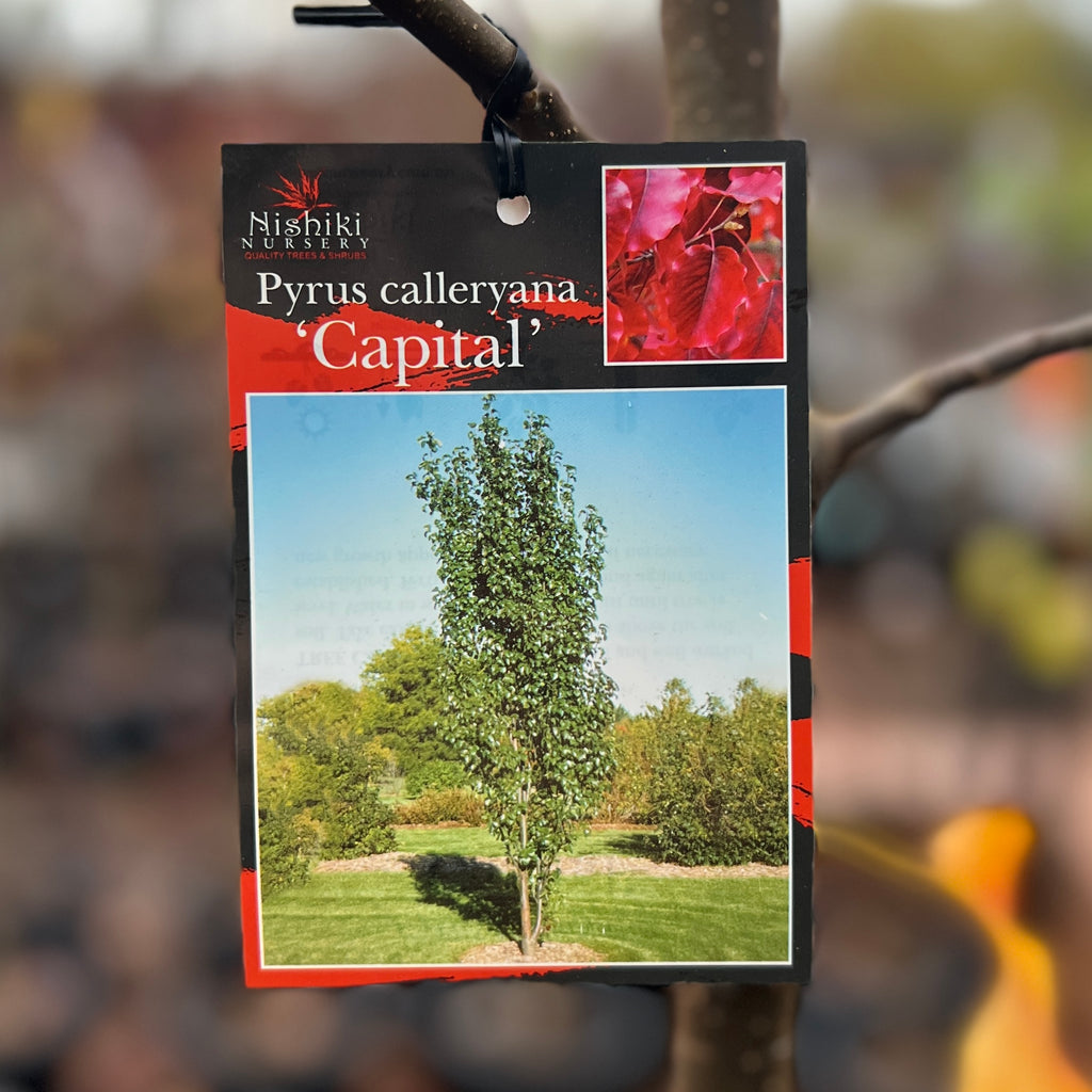 Pyrus Capital