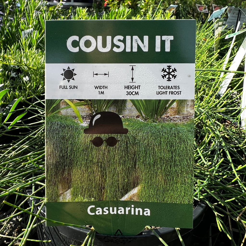Casuarina Cousin IT - 14cm Pot