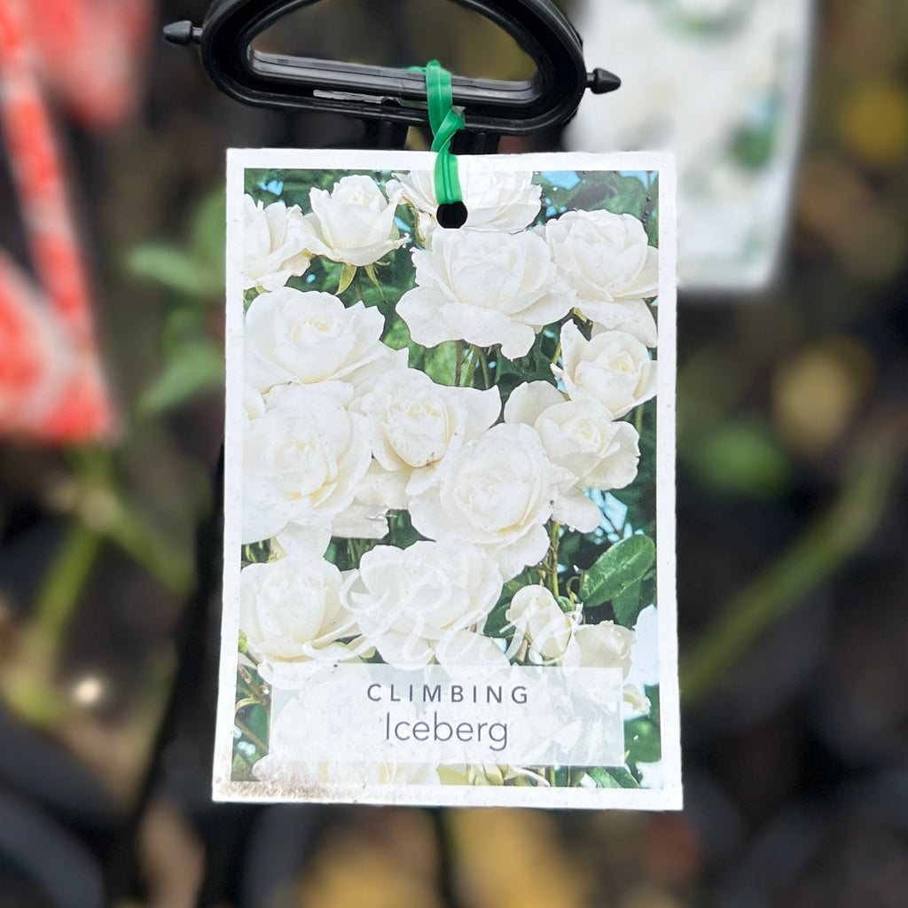 Climbing Rose Iceberg - 20cm Pot