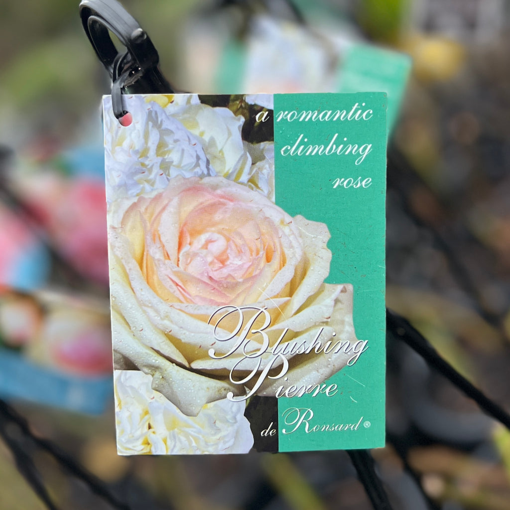 Climbing Rose Pierre De Ronsard Blushing - 20cm Pot