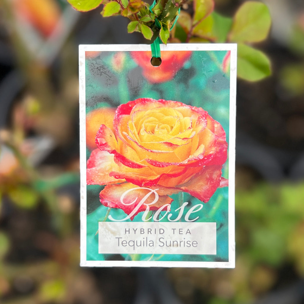 Bush Rose Tequila Sunrise - 20cm Pot