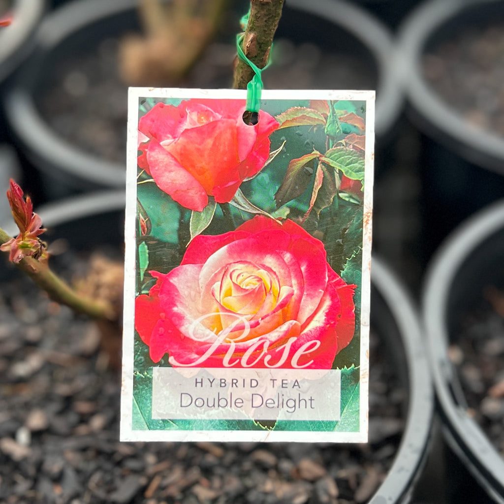 Standard Rose Double Delight - 25cm Pot