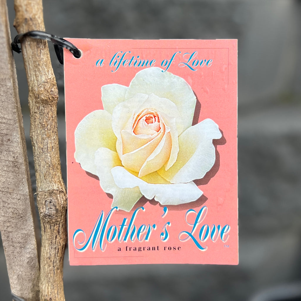 Standard Rose Mothers Love - 90cm/3ft | 20cm Pot