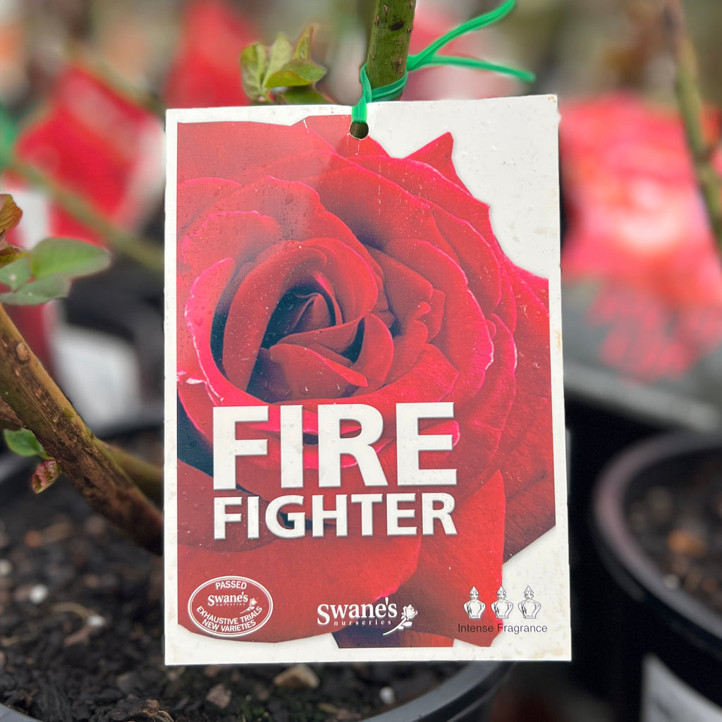 Bush Rose Fire Fighter - 20cm Pot