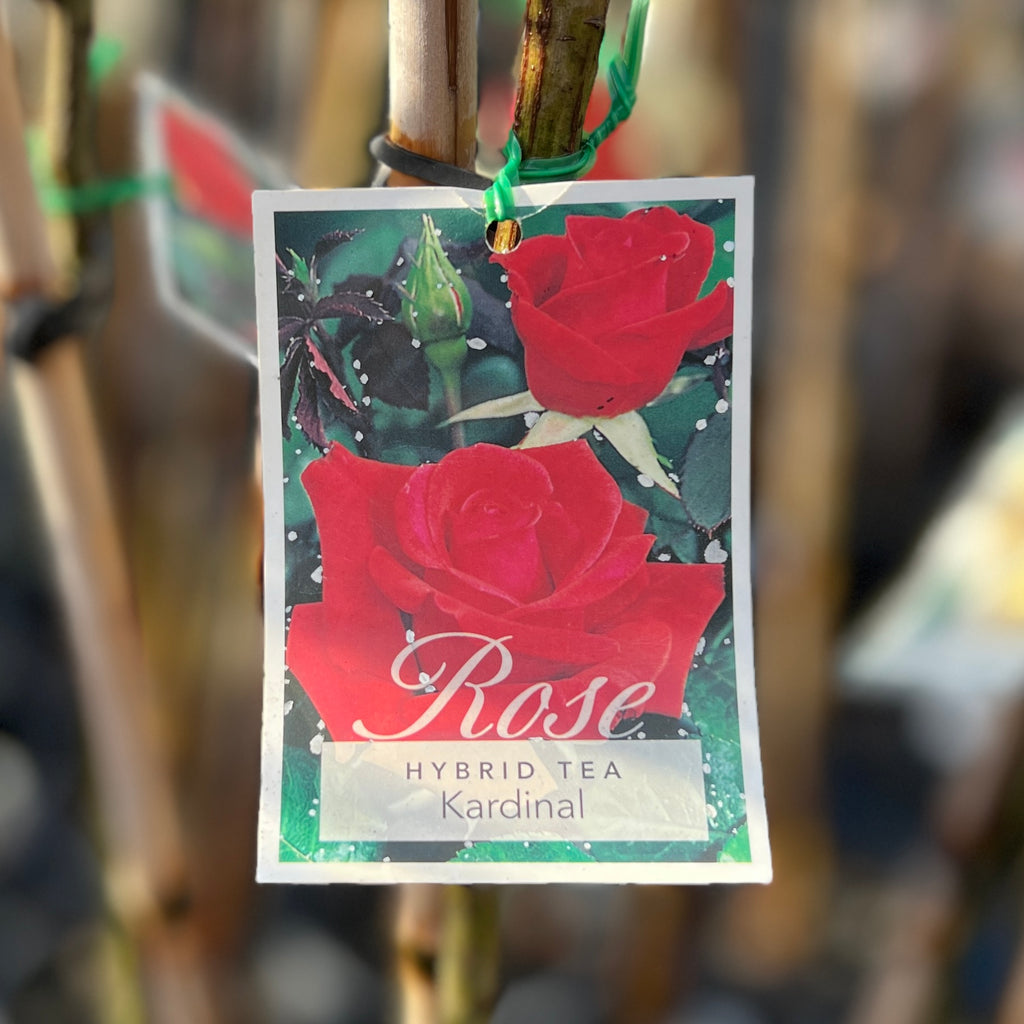 Standard Rose Kardinal - 90cm/3ft | 20cm Pot