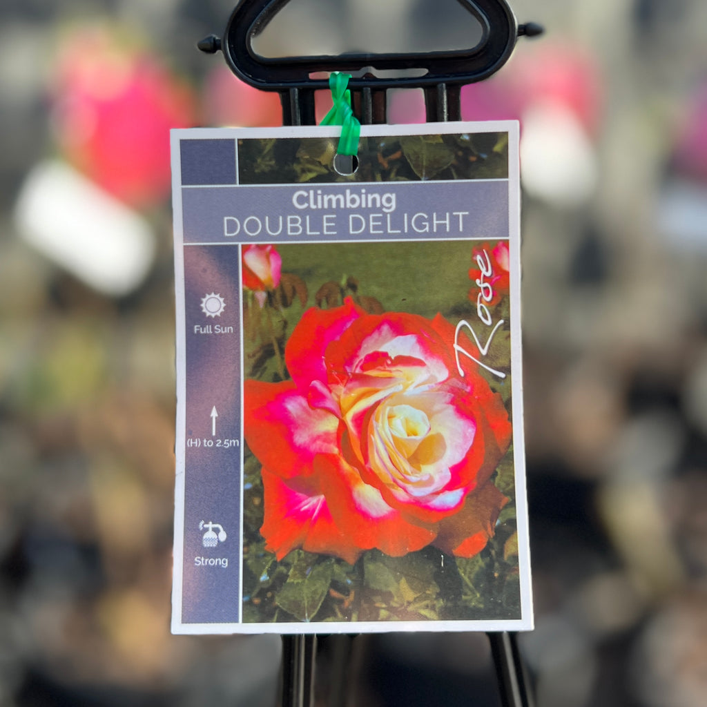 Climbing Rose Double Delight - 20cm Pot