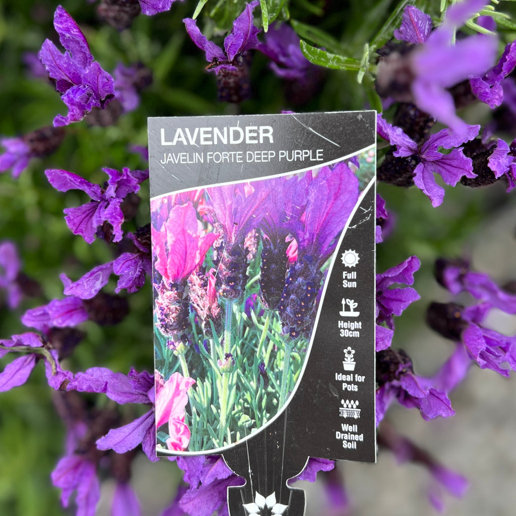Lavender Javelin Forte Deep Purple - 14cm Pot