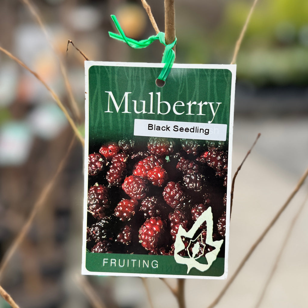 Mulberry Black Seedling Grown