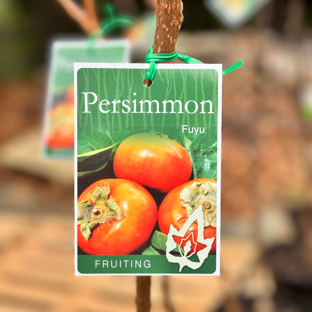 Persimmon Fuyu
