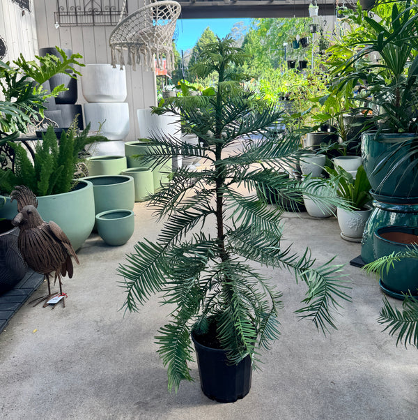 Wollemi Pine ancient conifer 20cm pot