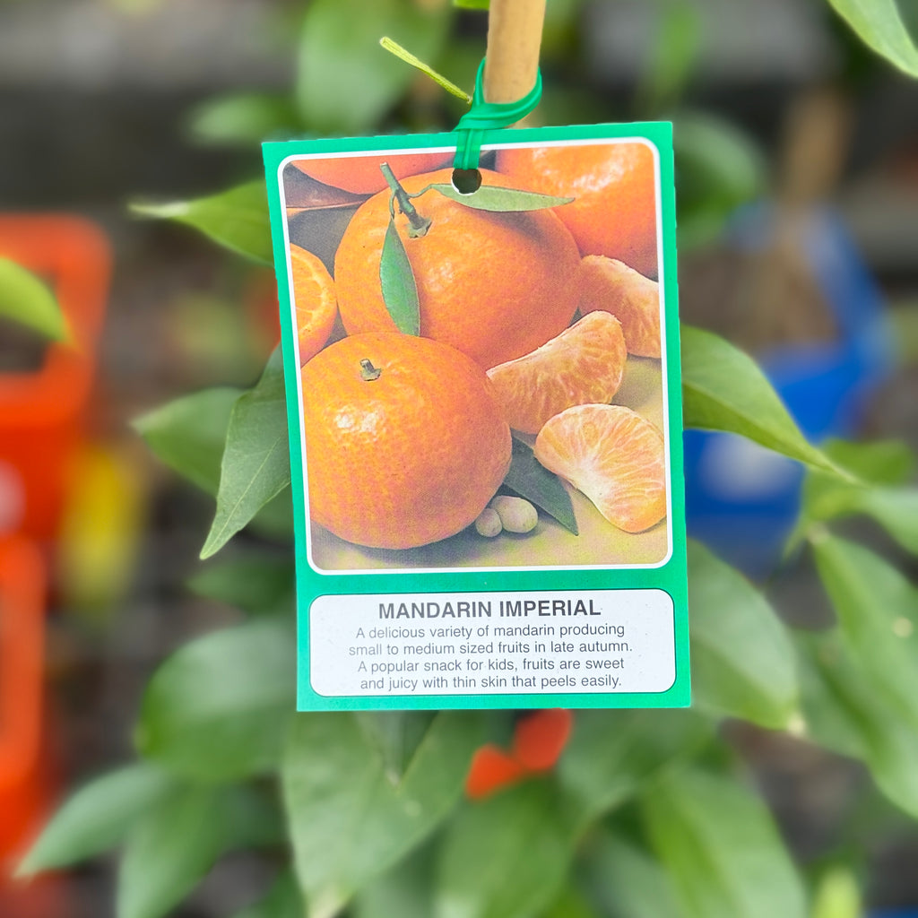 Mandarin Imperial - 4L Pot