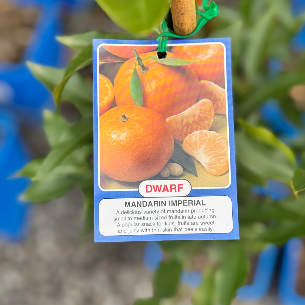 Mandarin Imperial Dwarf - 4L Pot