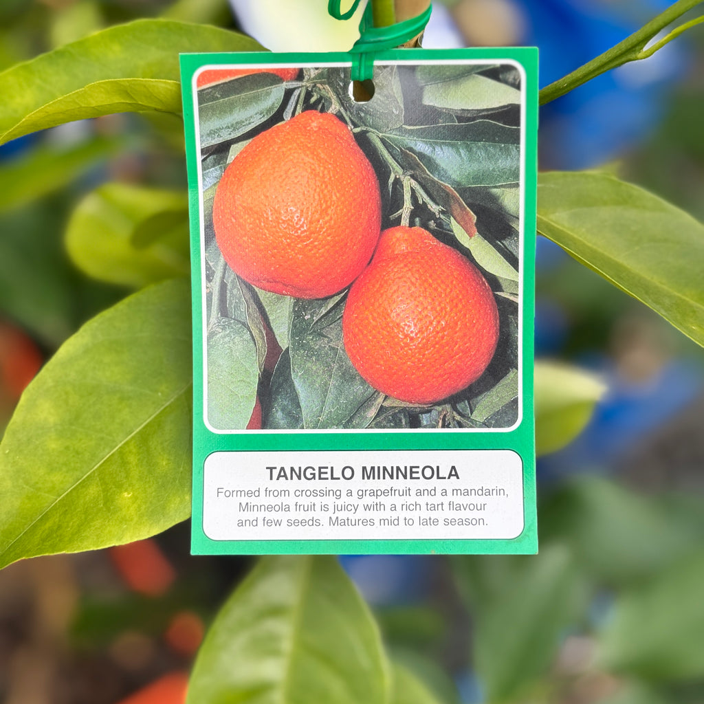 Tangelo Minneola - 4L Pot