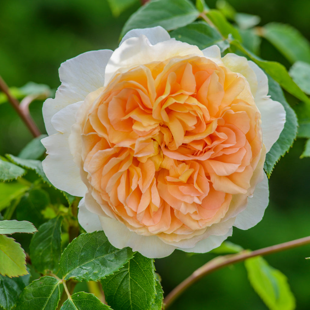 David Austin Rose Bathsheba - 20cm Pot