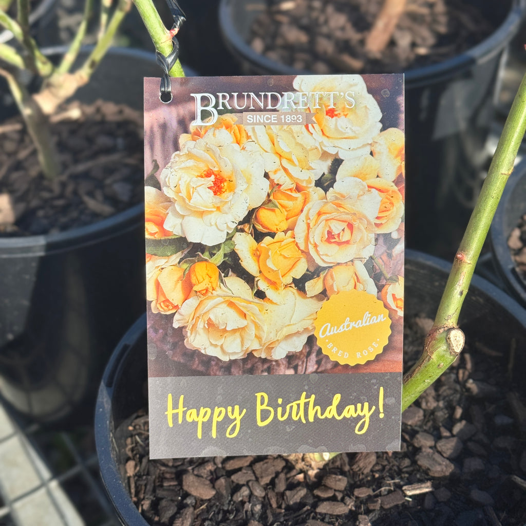 Bush Rose Happy Birthday - 20cm Pot
