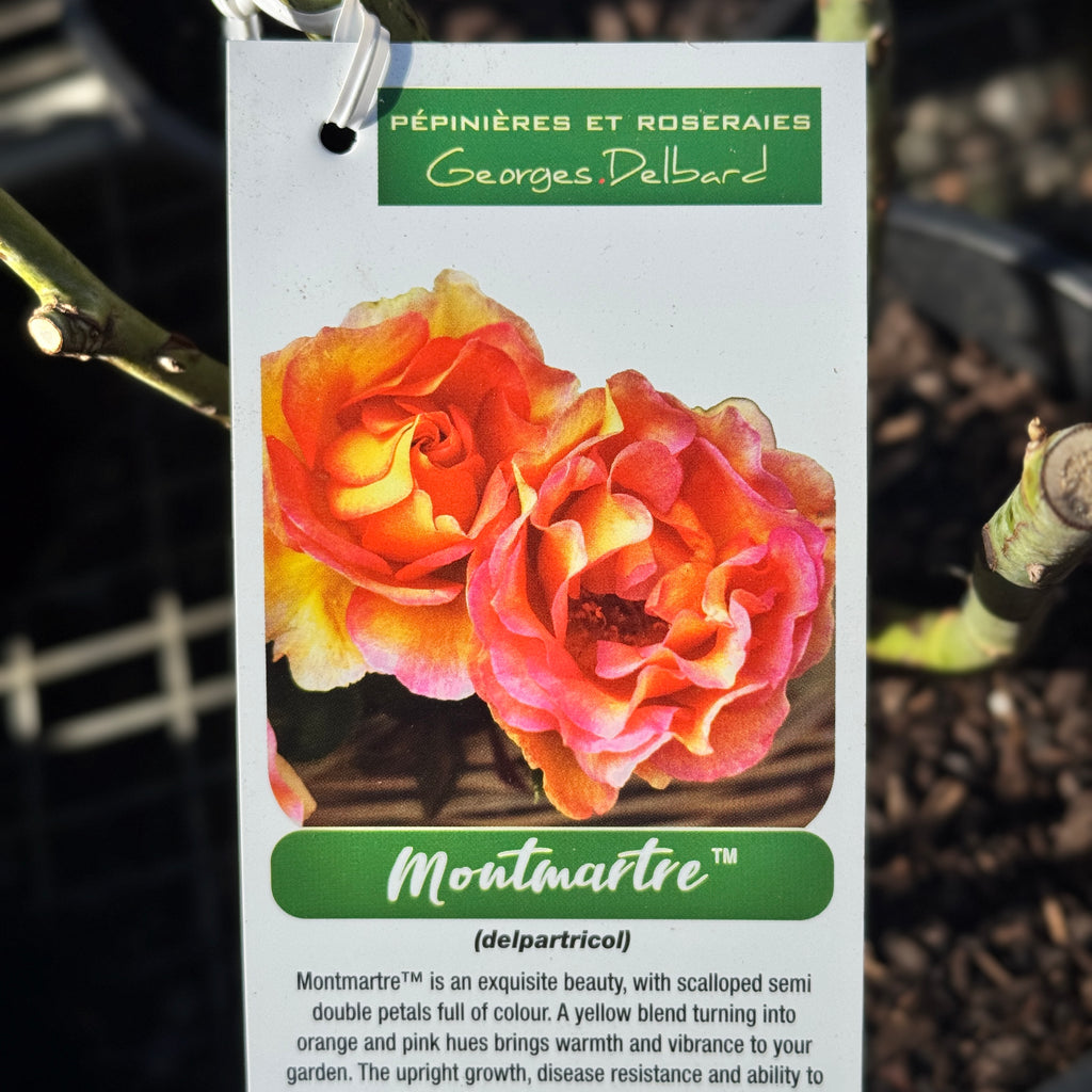 Delbard Rose Montmartre - 20cm Pot