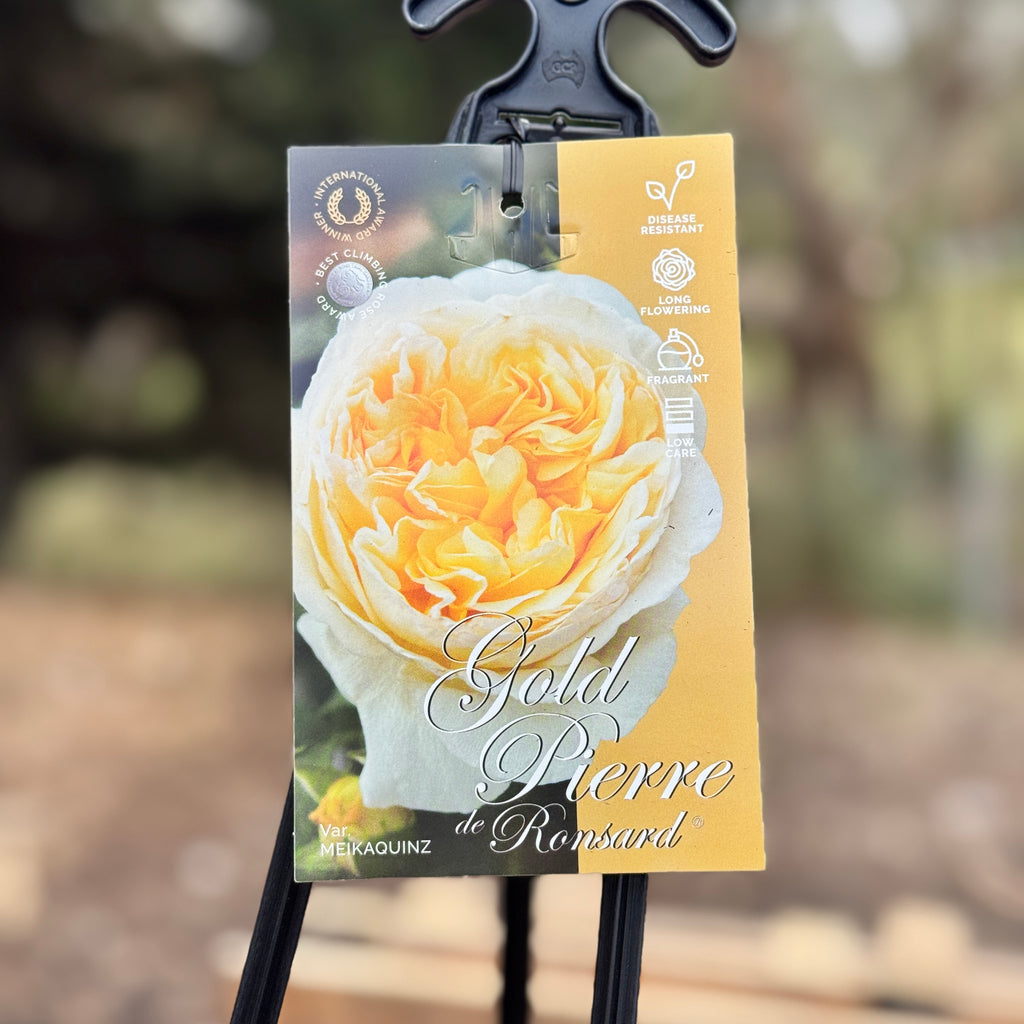 Climbing Rose Pierre de Ronsard Gold - 20cm Pot