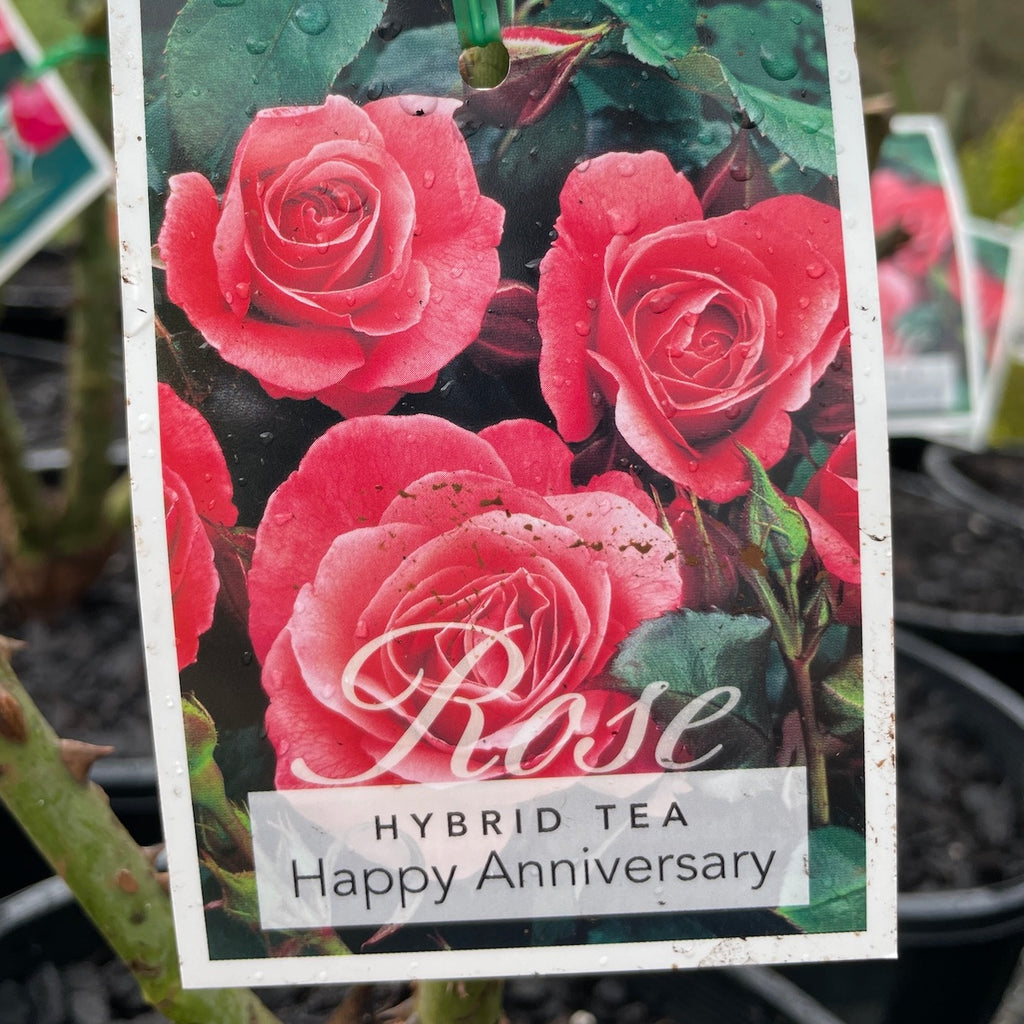 Bush Rose Happy Anniversary - 20cm Pot