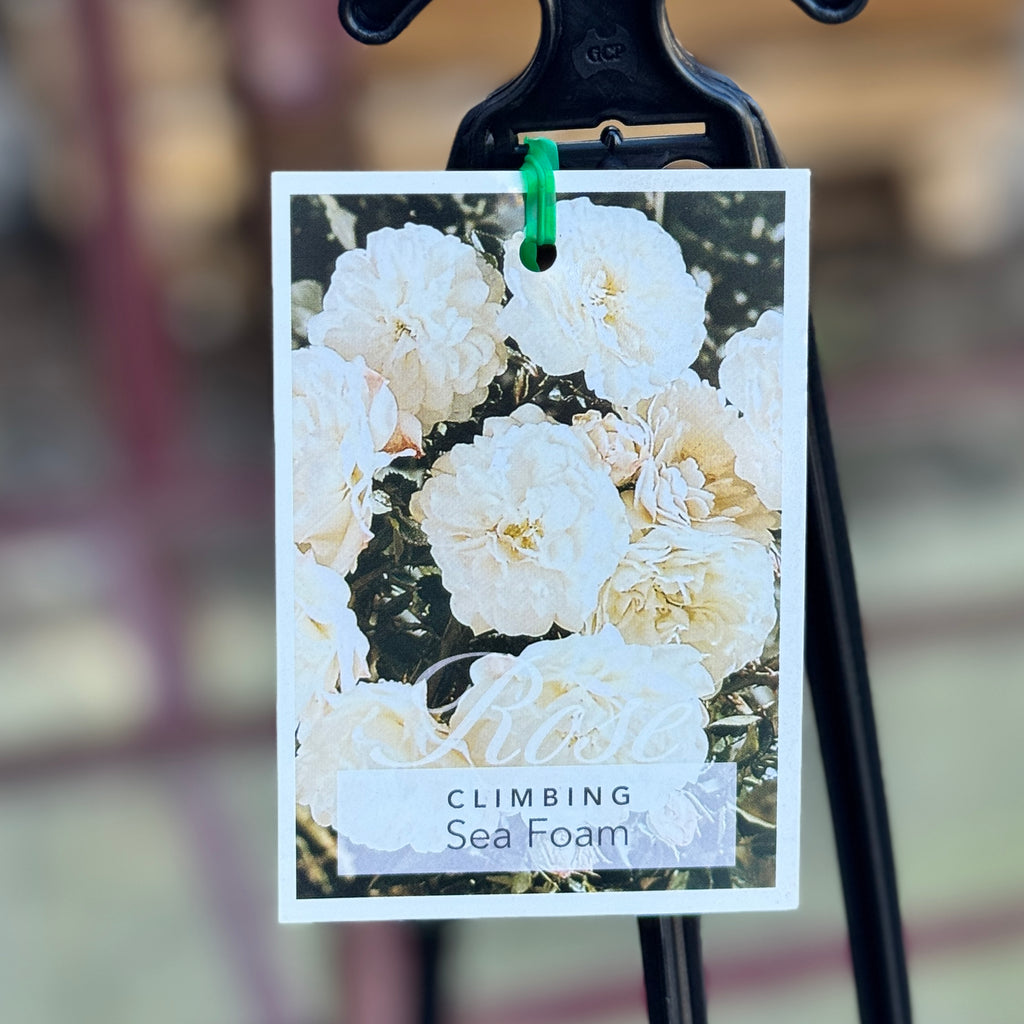 Climbing Rose Seafoam - 20cm Pot