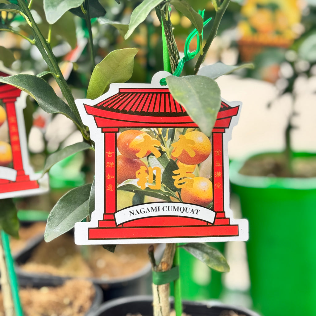 Cumquat Nagami - 16.5cm Pot