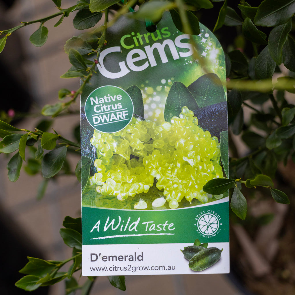 Finger Lime Dwarf D'Emerald - 15cm Pot