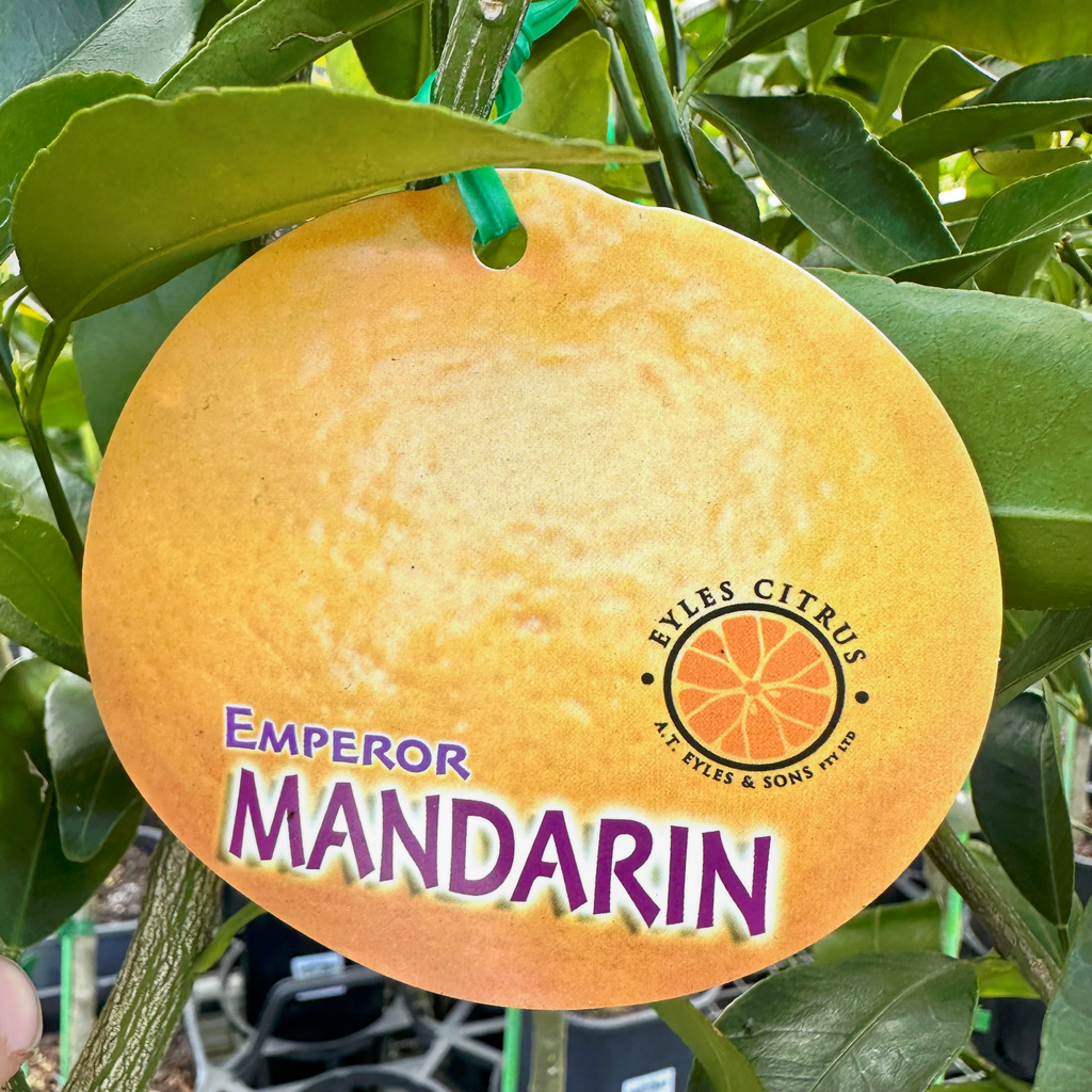 Mandarin Emperor - 16.5cm Pot