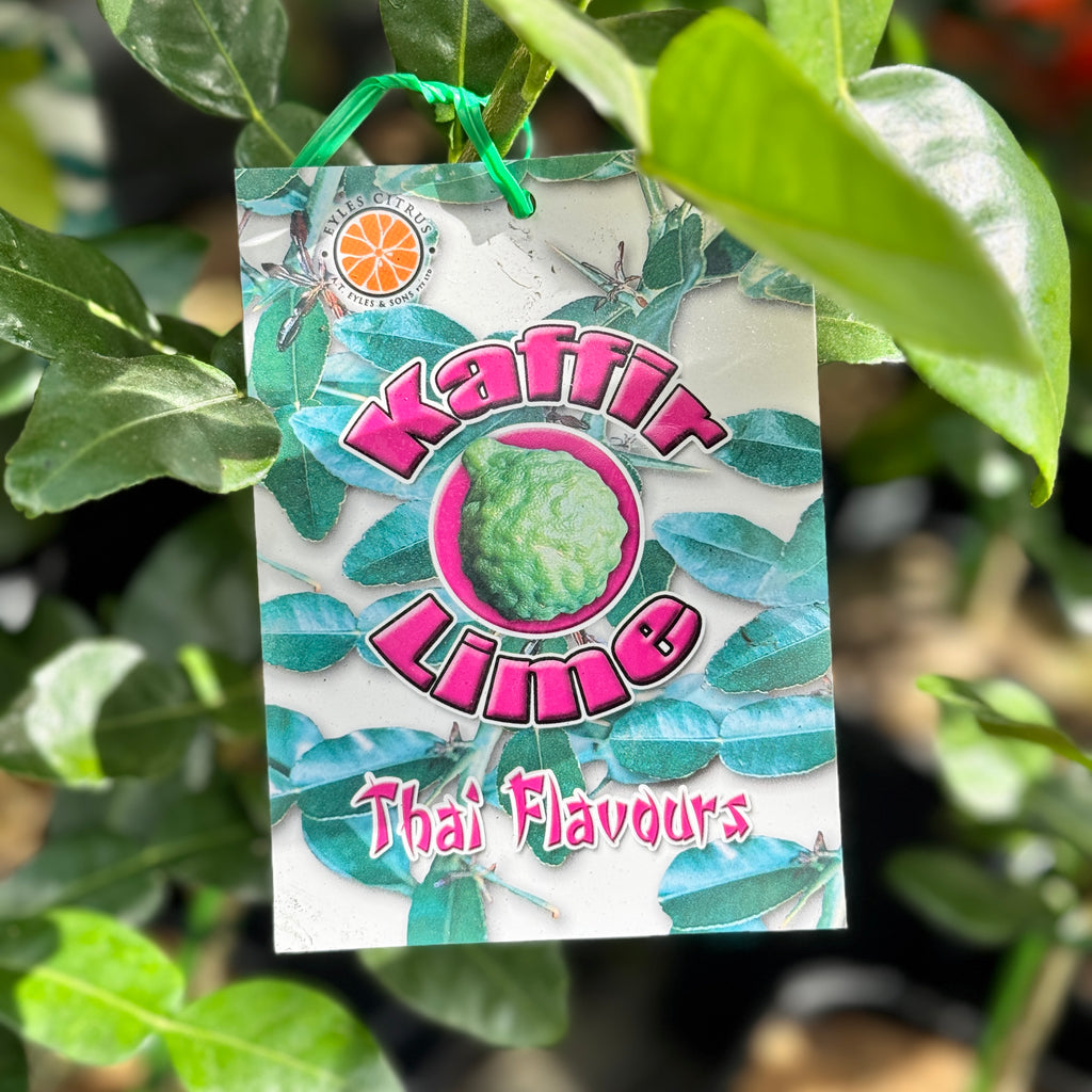 Lime Kaffir - 16.5cm Pot