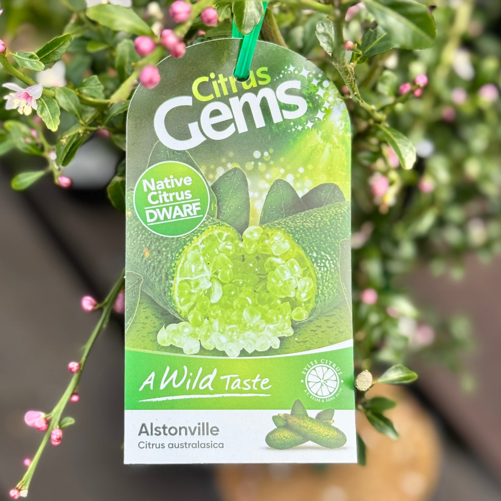 Finger Lime Dwarf Alstonville - 15cm Pot