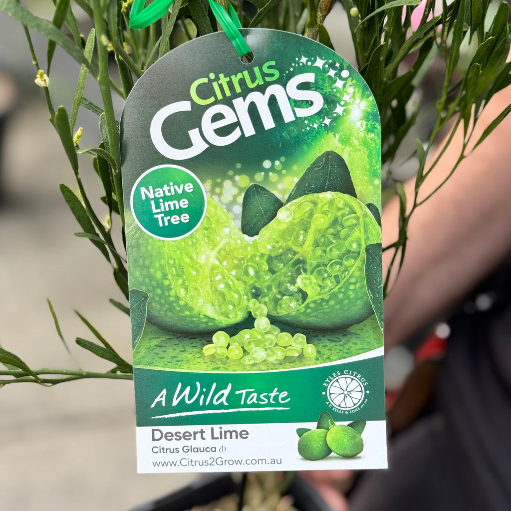 Finger Lime Desert Lime - 16.5cm Pot