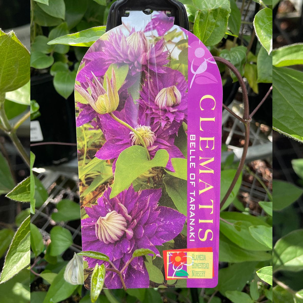 Clematis Belle Of Taranaki - 20cm Pot