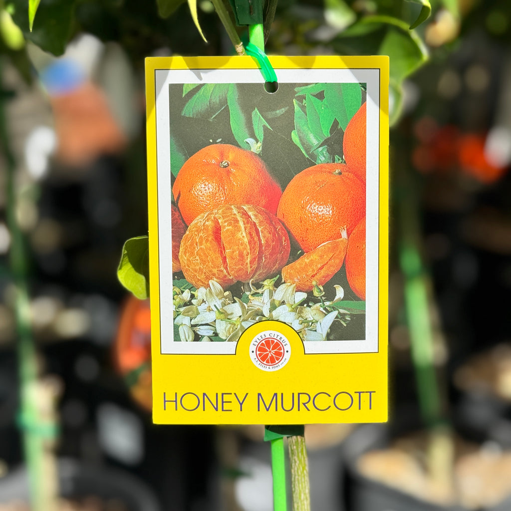 Mandarin Honey Murcott - 16.5cm Pot