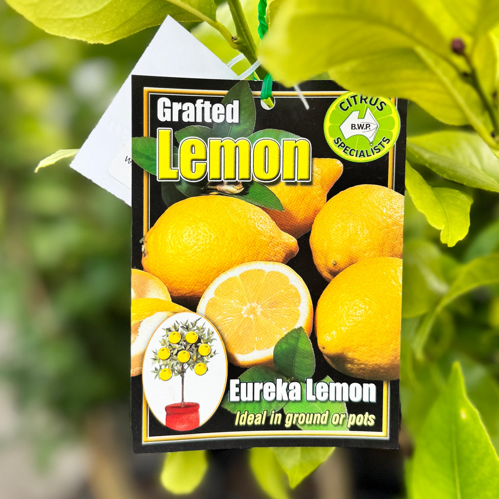 Lemon Eureka - 16.5cm Pot
