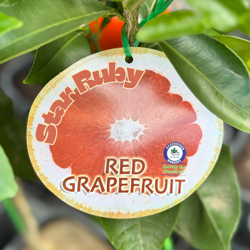 Grapefruit Star Ruby - 16.5cm Pot