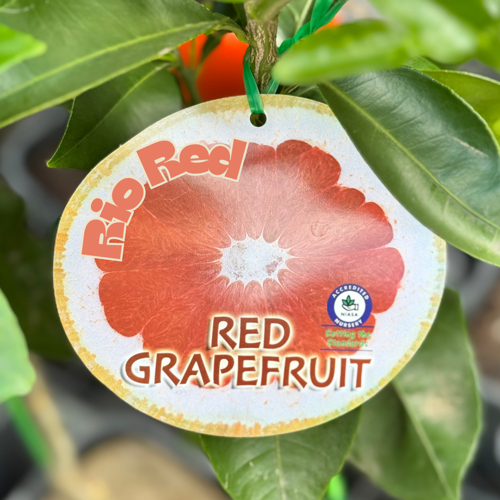 Grapefruit Rio Red - 16.5cm Pot