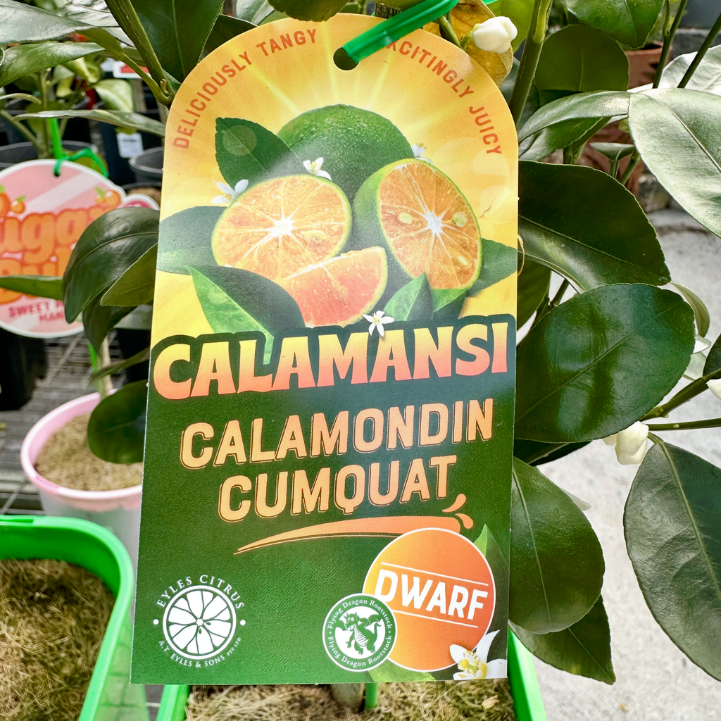 Cumquat Calamondin Green Dwarf - 20cm Pot