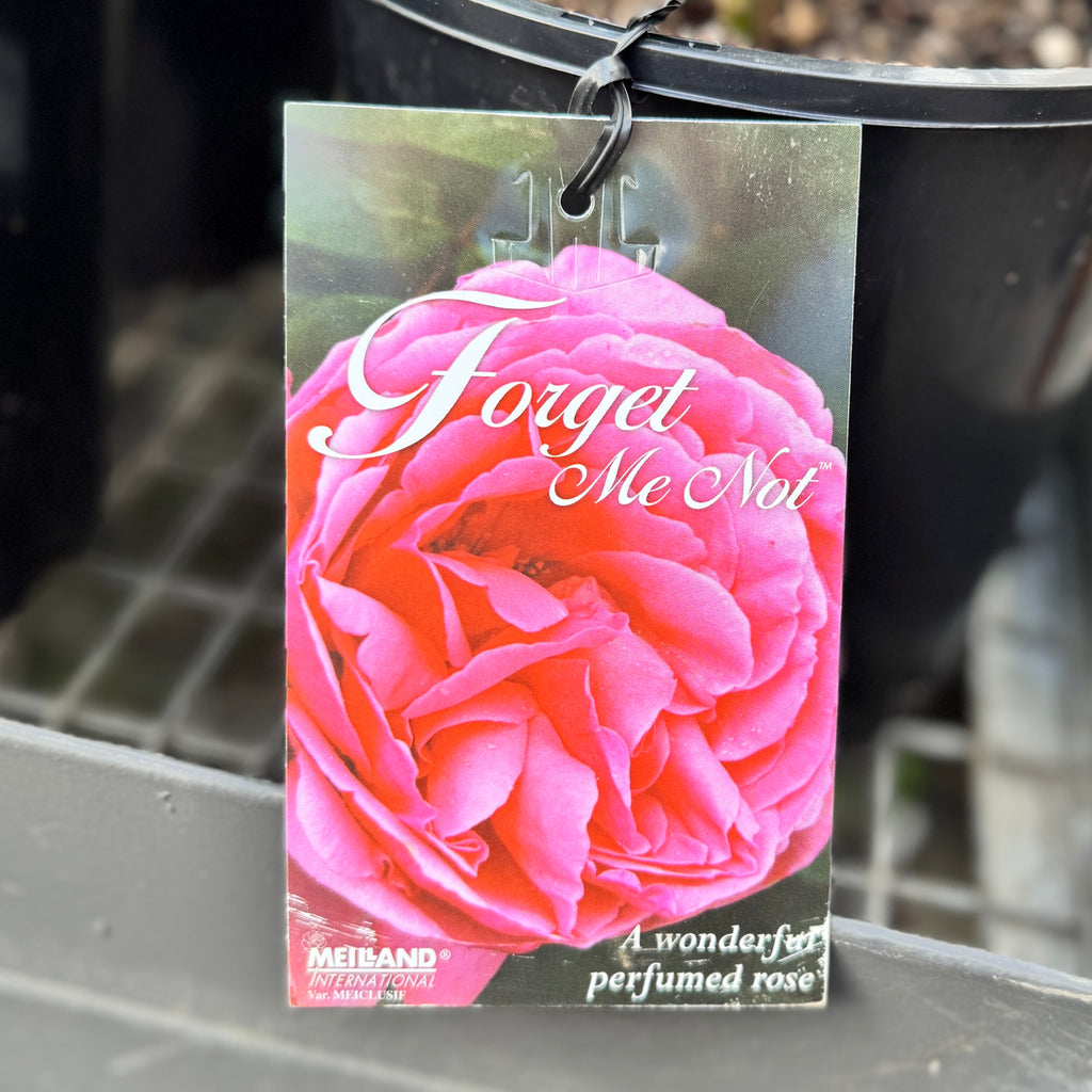 Bush Rose Forget Me Not - 20cm Pot