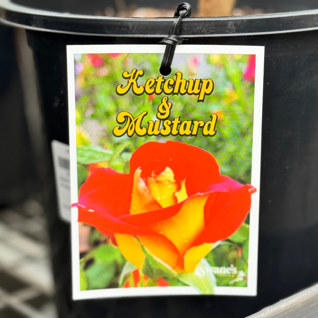 Bush Rose Ketchup And Mustard - 20cm Pot