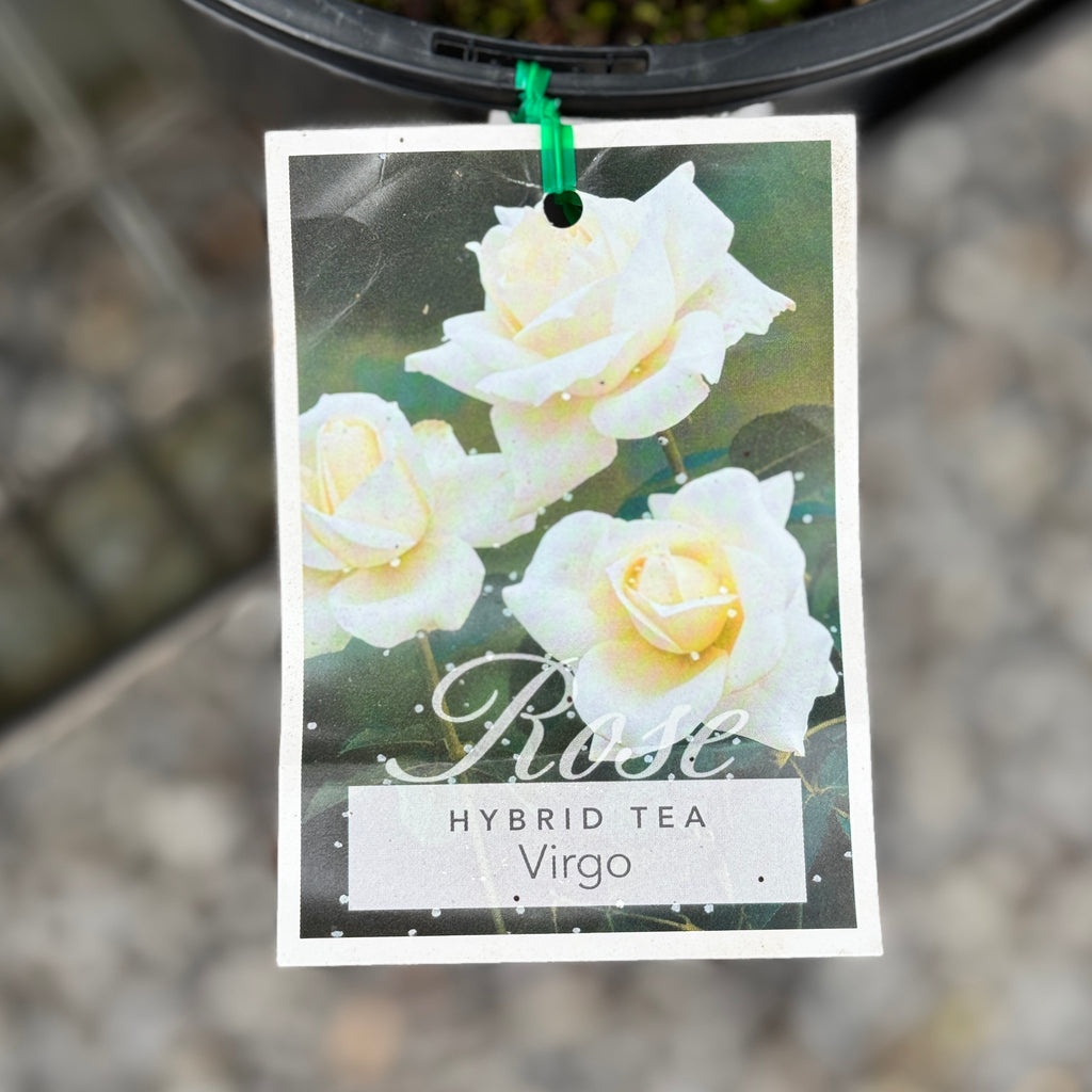 Bush Rose Virgo - 20cm Pot