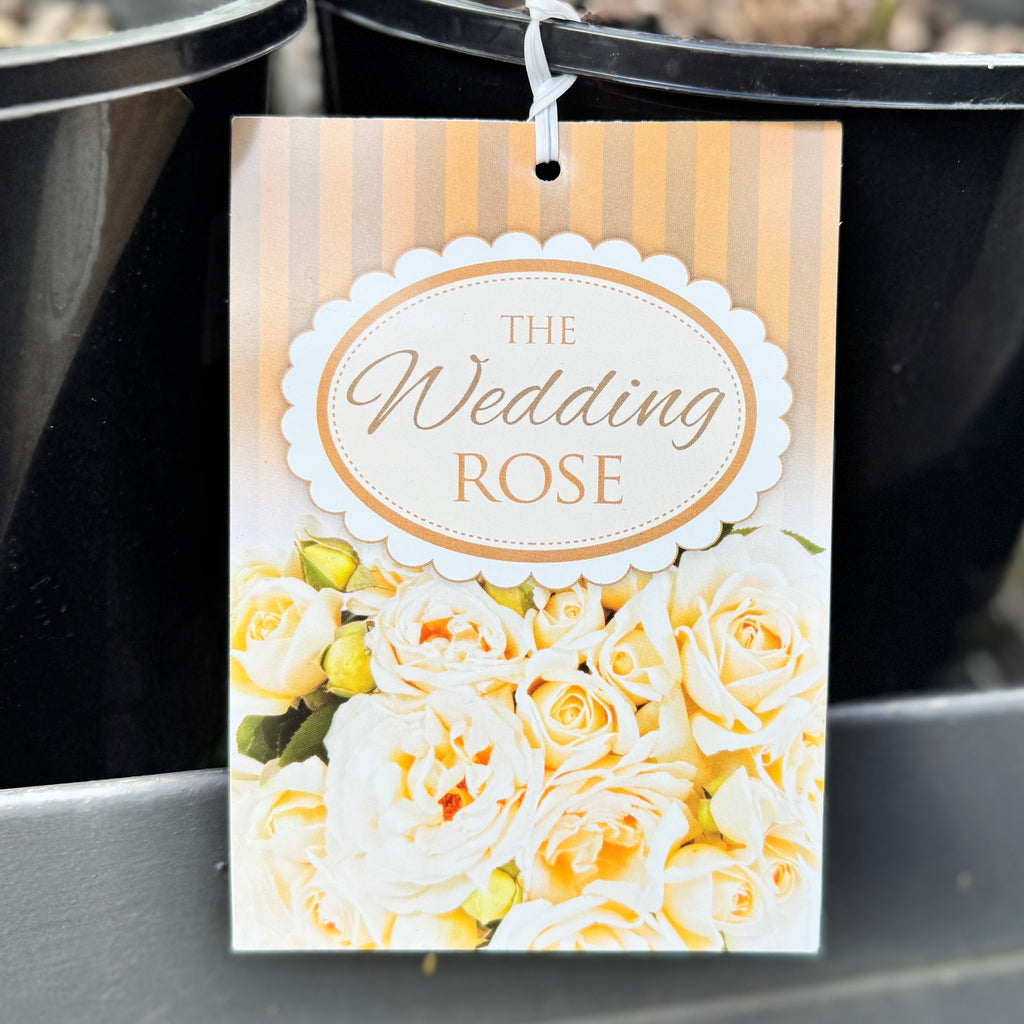 Bush Rose The Wedding Rose - 20cm Pot