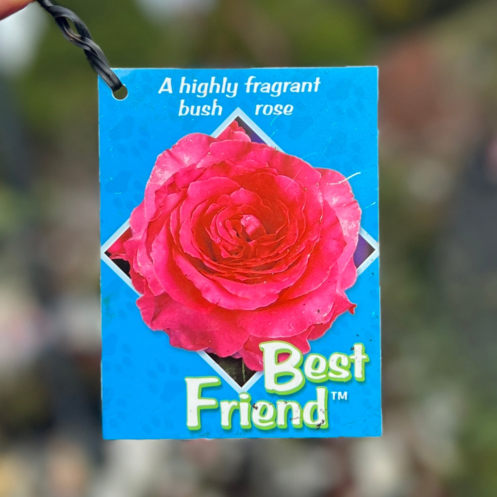 Standard Rose Best Friend -  90cm/3ft | 20cm Pot