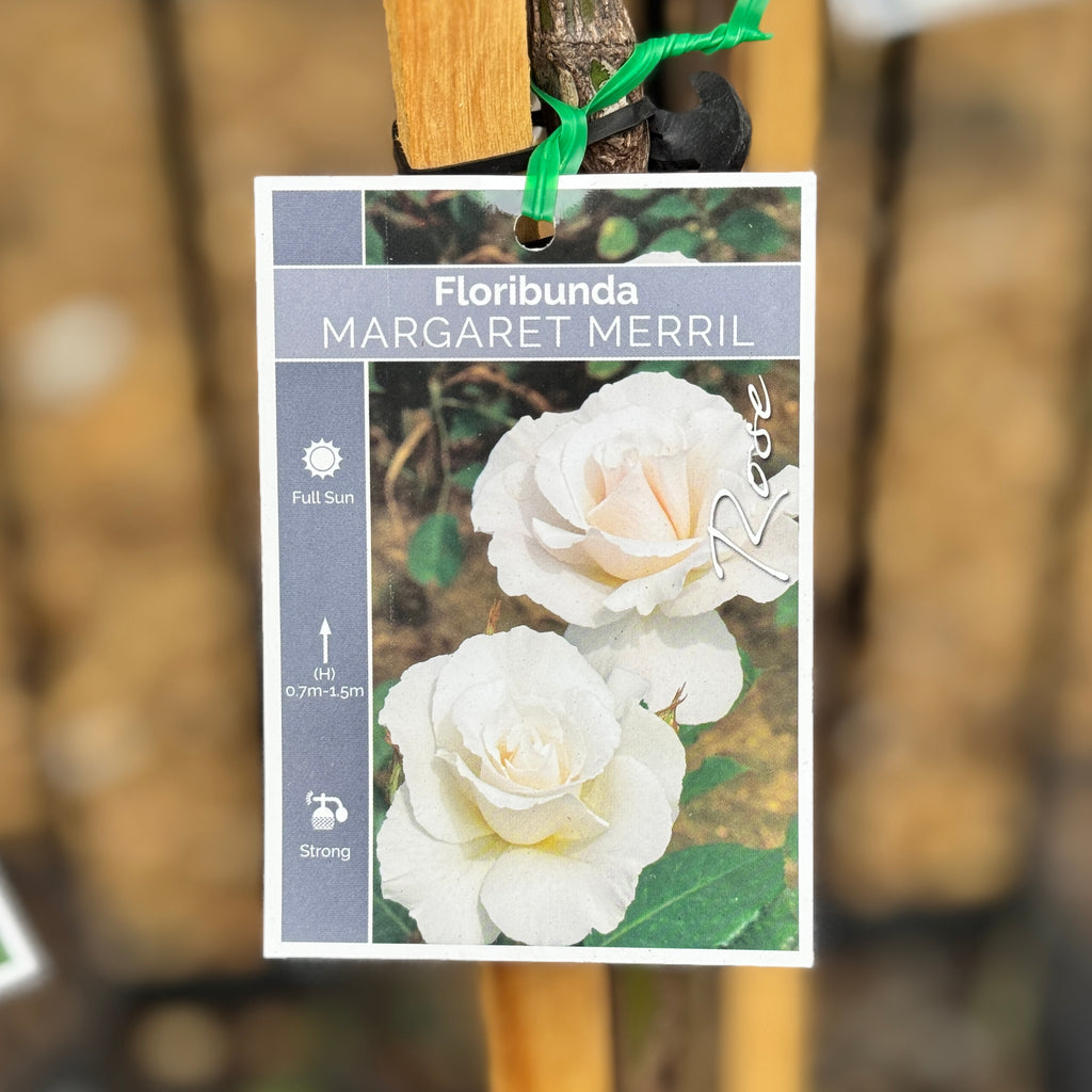 Standard Rose Margaret Merril -  90cm/3ft | 20cm Pot