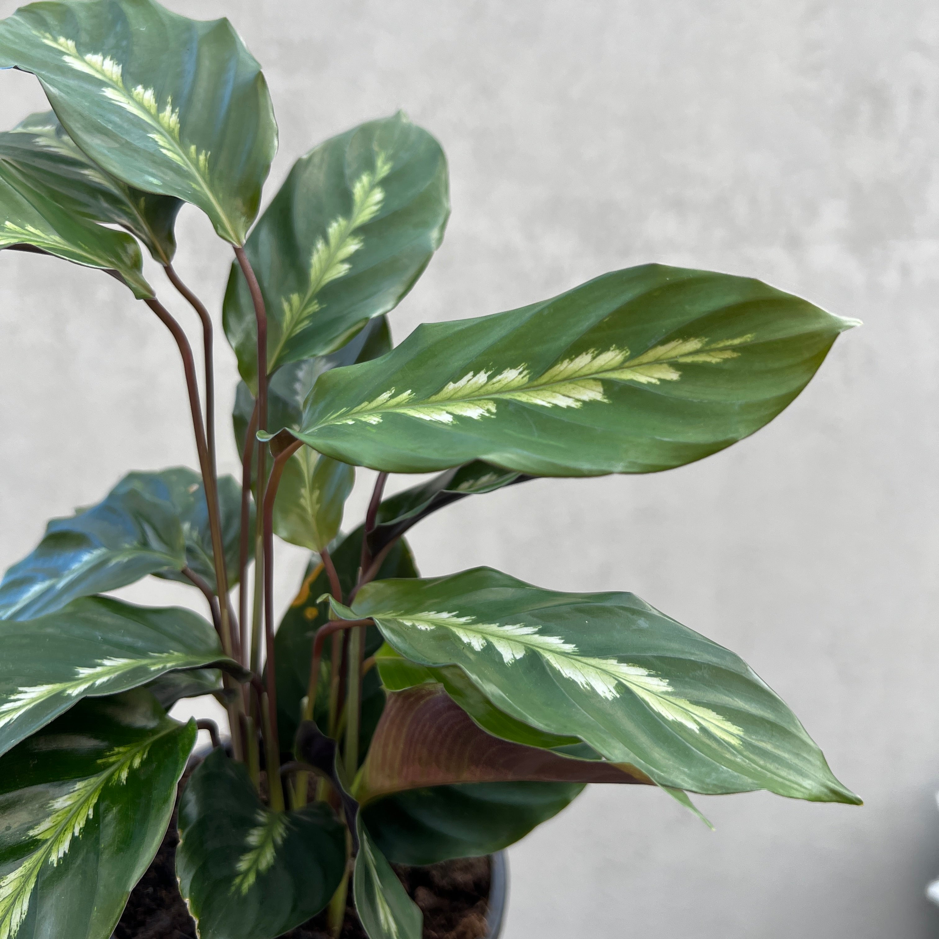 maui queen calathea Calathea Maui Queen