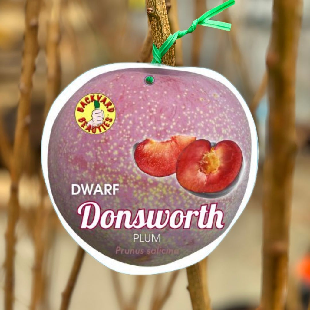 Plum Donsworth Dwarf
