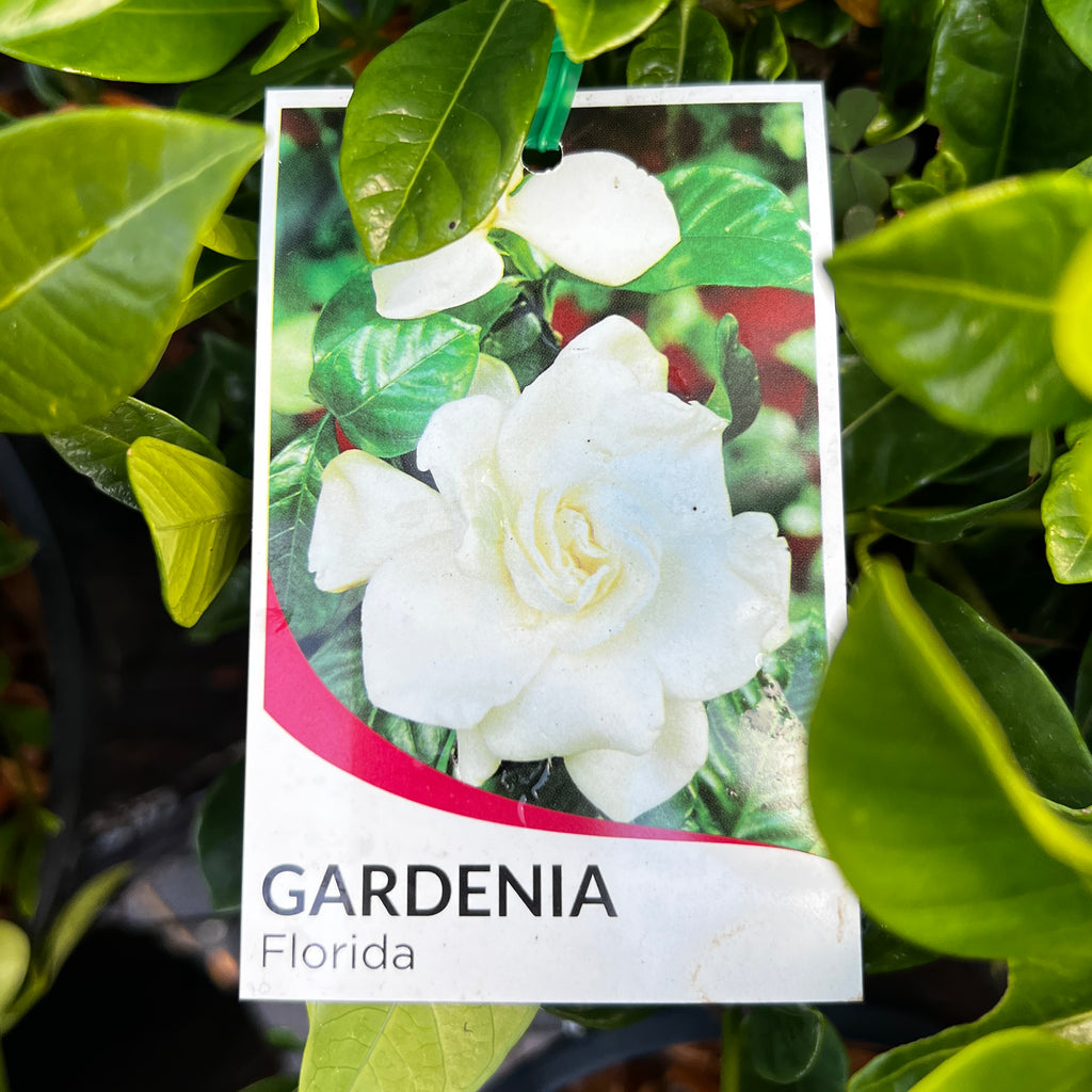 Gardenia Florida - 20cm Pot