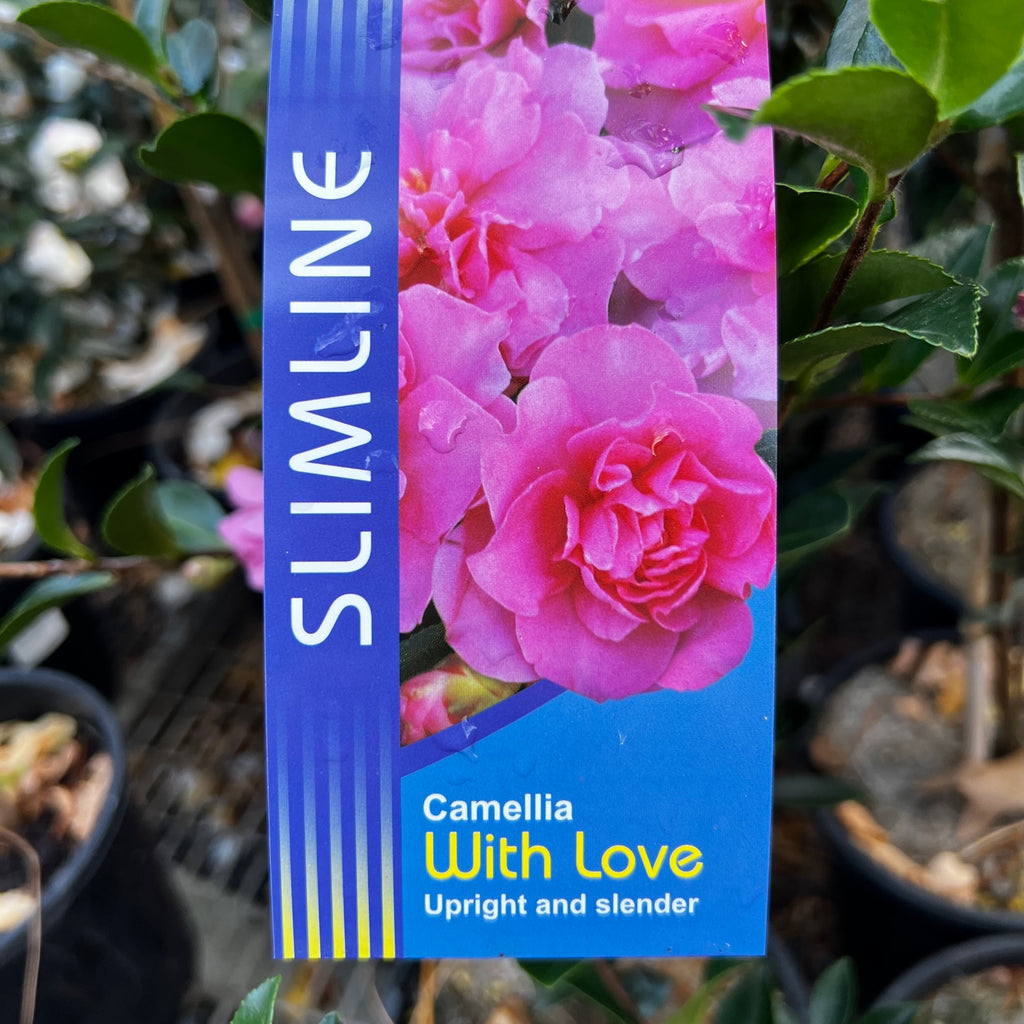 Camellia With Love - 18cm Pot